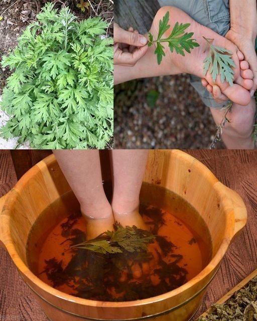 Tisane de Purification